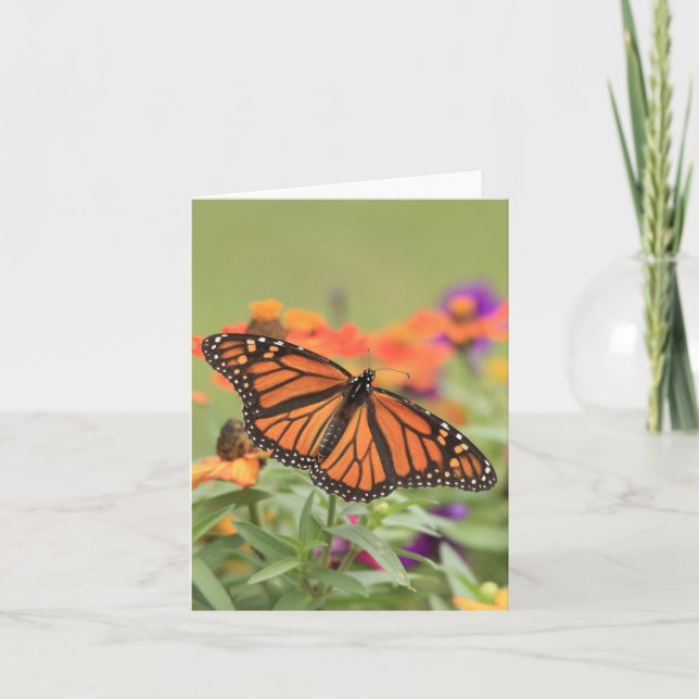 Monarch Kort (Framsida)