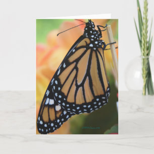 Monarch Kort
