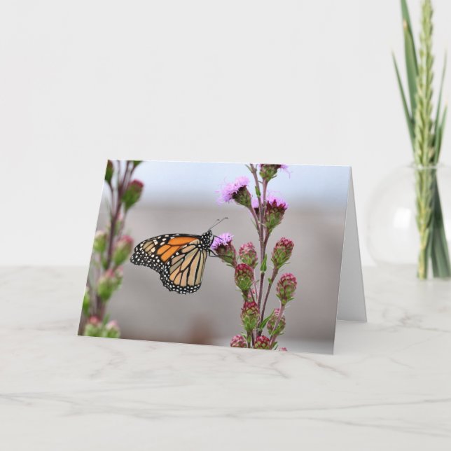 Monarch Kort (Framsida)