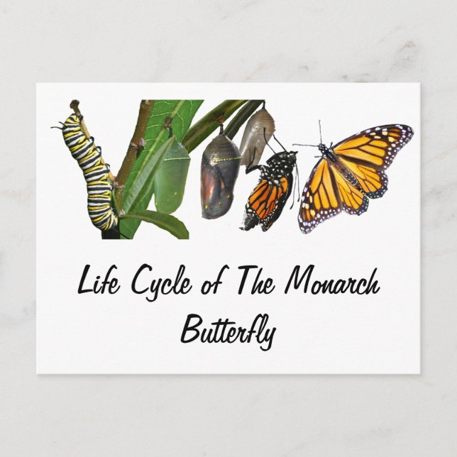 MONARCH LIFE CYCLE VYKORT (Framsida)