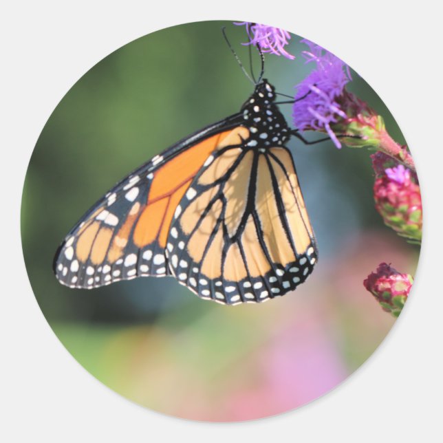 Monarch-lunch Runt Klistermärke (Framsida)