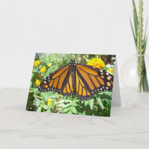 Monarch Majesty (4) Greeting Card Kort