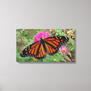 Monarch med Vingar utspridning på Rosa Zinnia Canvastryck