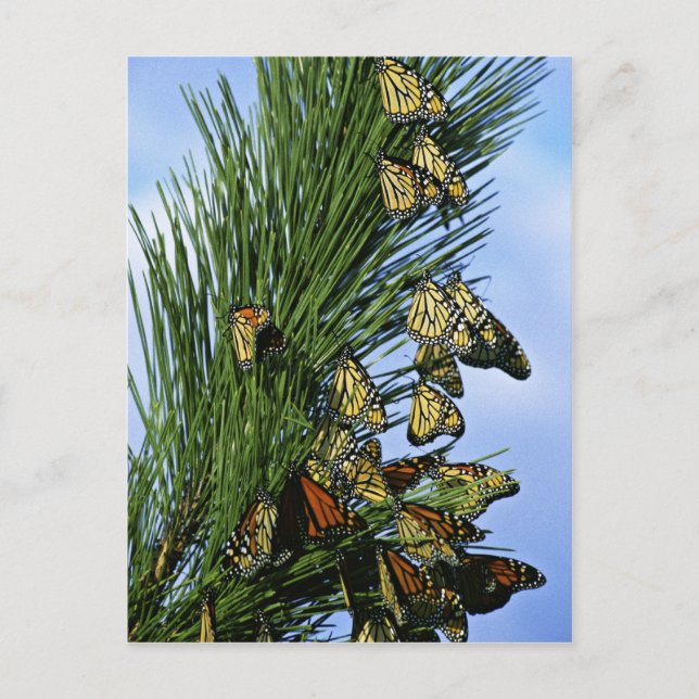 Monarch-migrering Vykort (Framsida)