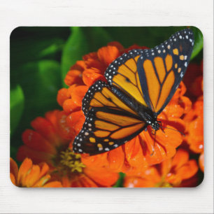 Monarch Musmatta