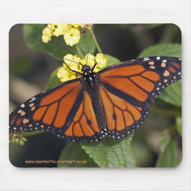 Monarch-musmatta Musmatta (Framsidan)