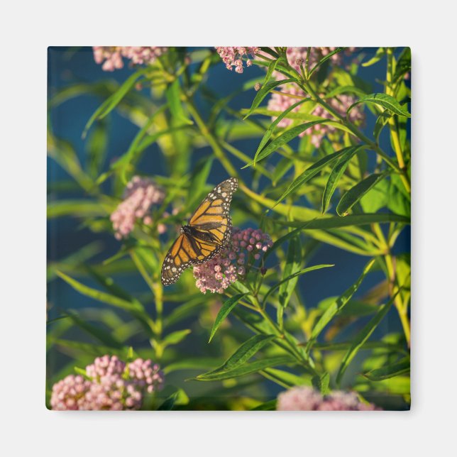Monarch och Milkweed Magnet (Framsidan)