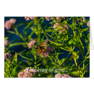Monarch och Milkweed OBS Kort