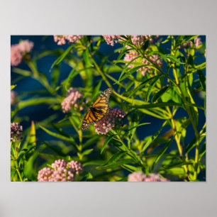 Monarch och Milkweed Poster