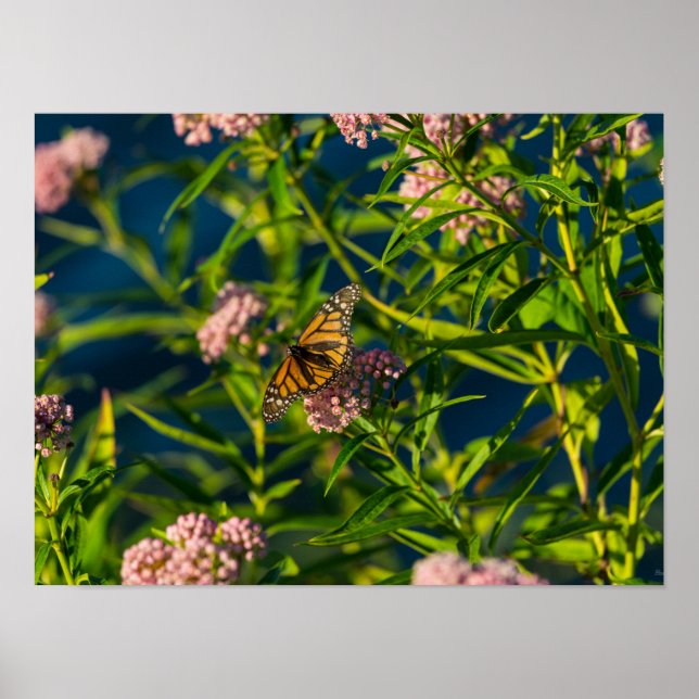 Monarch och Milkweed Poster (Framsidan)
