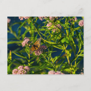 Monarch och Milkweed Vykort