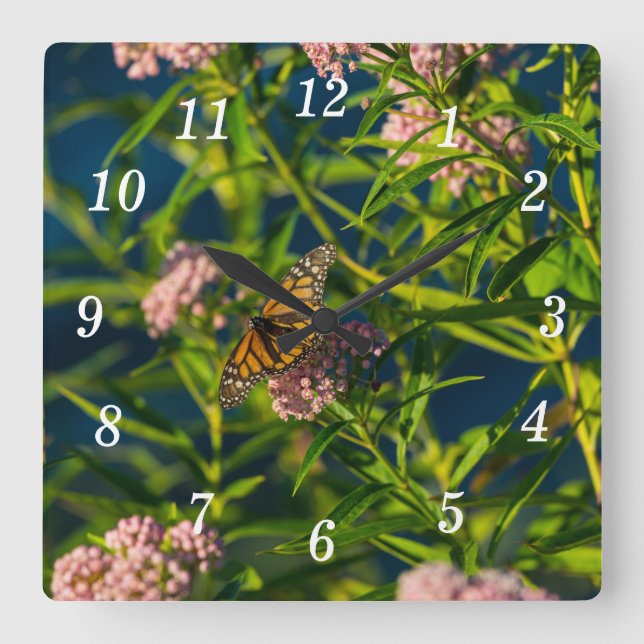 Monarch och Milkweed Wall Clock Fyrkantig Klocka (Framsida)