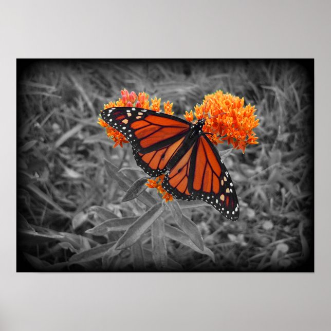 Monarch- och monokroma Poster (Framsidan)