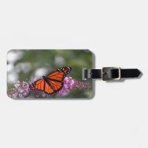 Monarch Orange Butterfly Blommigt Photo