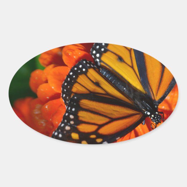 Monarch Ovalt Klistermärke (Framsida)