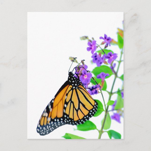 Monarch på Blommar Vykort (Framsida)