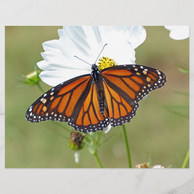 Monarch på Cosmos (Framsida)