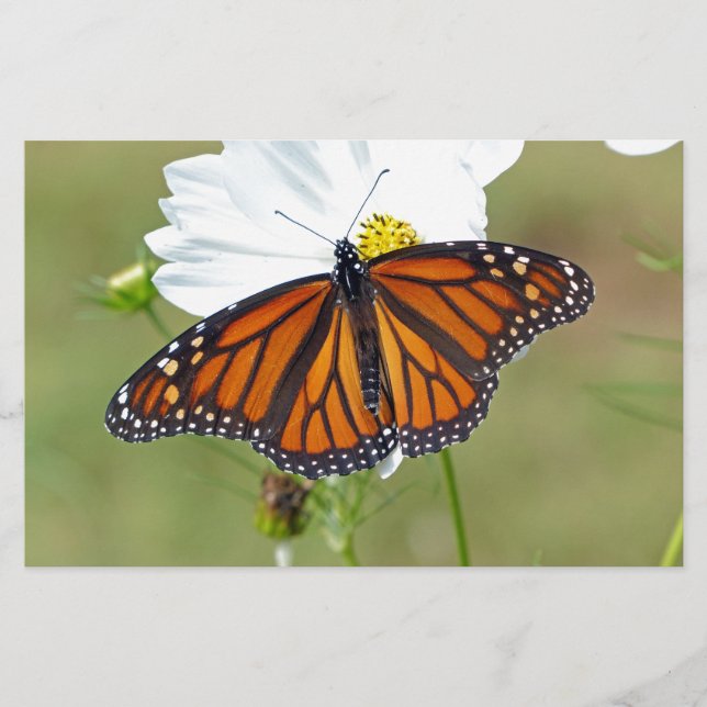 Monarch på Cosmos Brevpapper (Framsida)