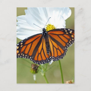 Monarch på Cosmos Vykort