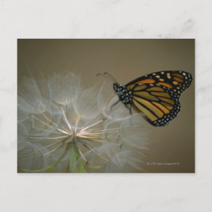 Monarch på Dandelion Vykort