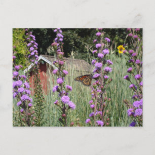 Monarch på Iowa prairie Vykort