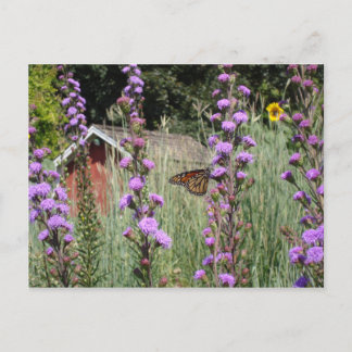 Monarch på Iowa prairie Vykort