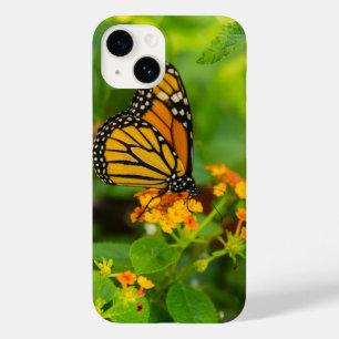 Monarch på Lantana