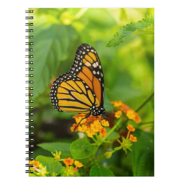 Monarch på Lantana Anteckningsbok (Framsidan)