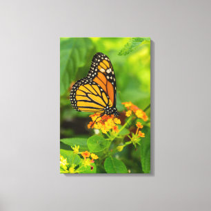 Monarch på Lantana Canvastryck