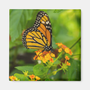 Monarch på Lantana Magnet