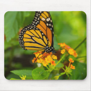 Monarch på Lantana Musmatta