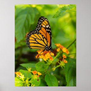 Monarch på Lantana Poster