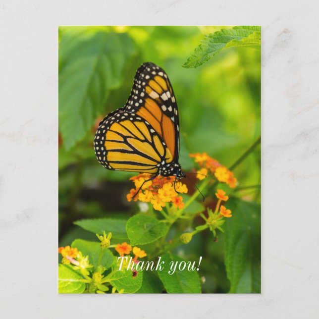 Monarch på Lantana Tacksamhets vykort (Framsida)