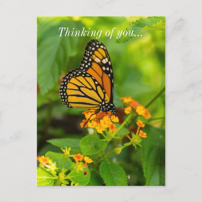Monarch på Lantana Vykort (Framsida)