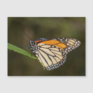 Monarch på löv