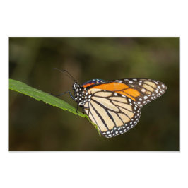 Monarch på löv fototryck