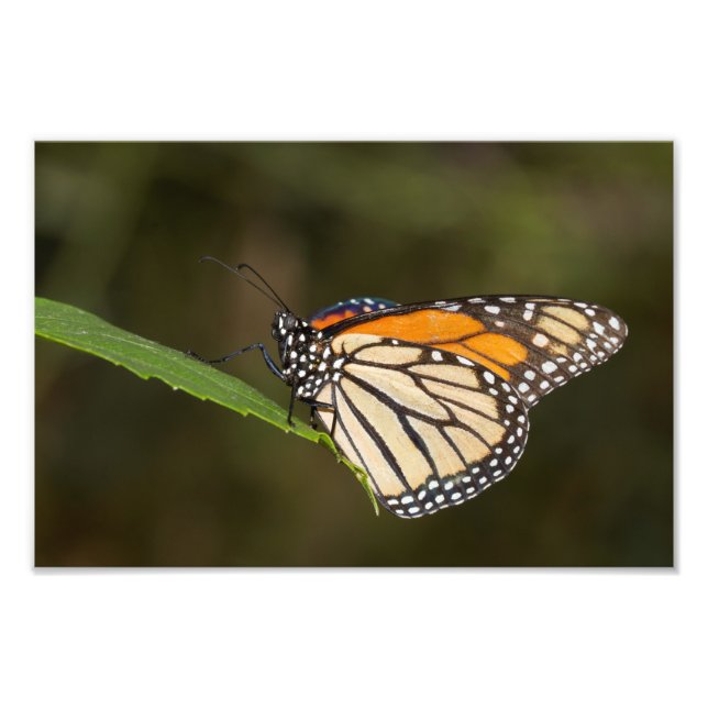 Monarch på löv fototryck (Framsidan)