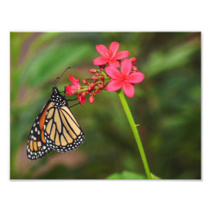 Monarch på Penta-blommor Fototryck