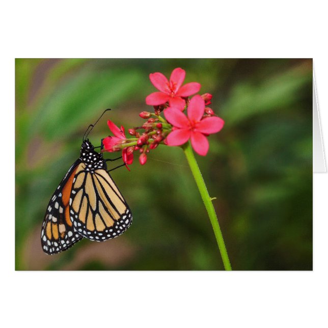 Monarch på Penta-blommor Hälsningskort (Framsidan Horizontal)