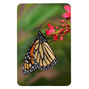 Monarch på Penta-blommor Magnet