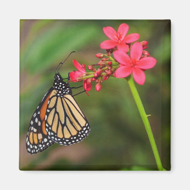Monarch på Penta-blommor Magnet (Framsidan)