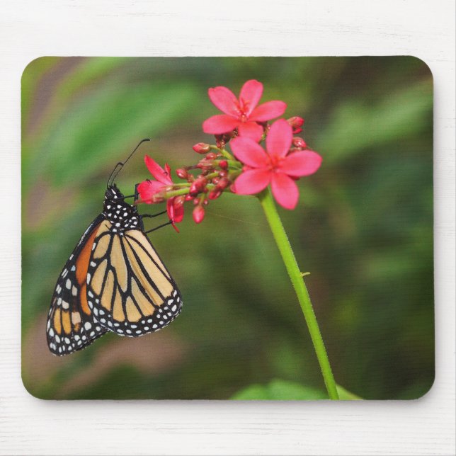Monarch på Penta-blommor Musmatta (Framsidan)