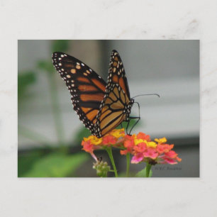 Monarch på vykort för Lantana
