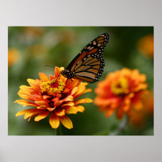 Monarch på Zinnia elegans "Zowie" Poster