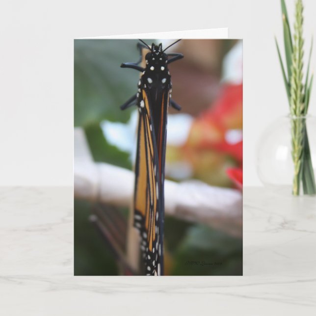 Monarch Pposed Kort (Framsida)