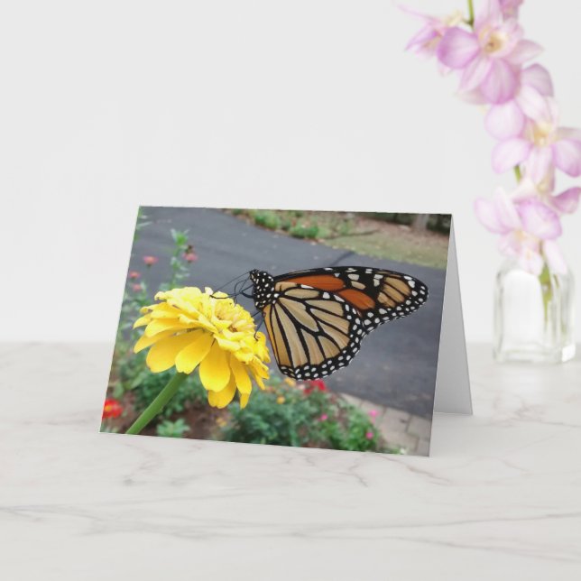 Monarch Sipping Gult Zinnia, tomt kort (Orkide)