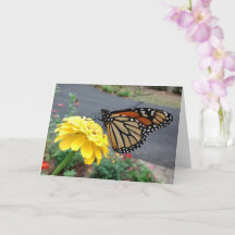 Monarch Sipping Gult Zinnia, tomt kort