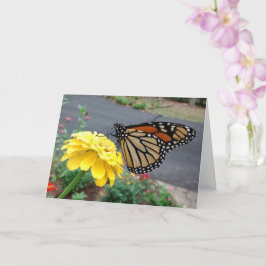 Monarch Sipping Gult Zinnia, tomt kort