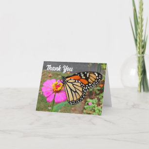 Monarch Sipping Rosa Zinnia - tackkort