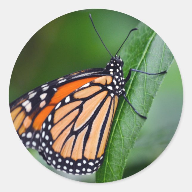Monarch Sticker Runt Klistermärke (Framsida)